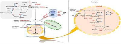 Key enzymes involved in the utilization of fatty acids by Saccharomyces cerevisiae: a review